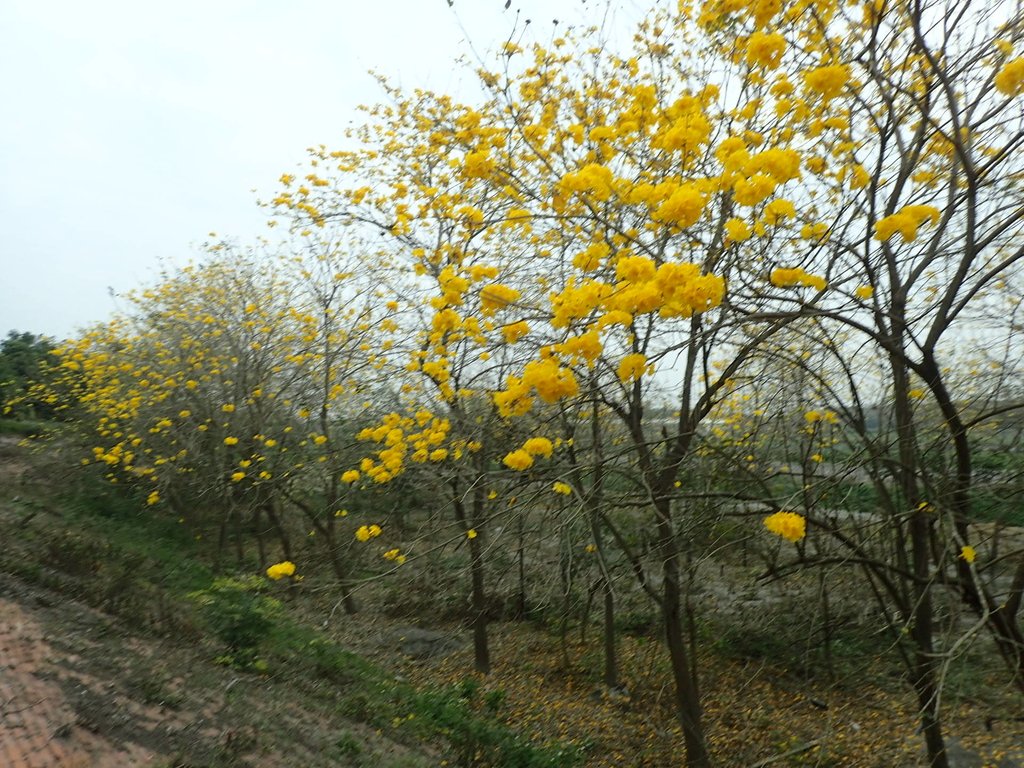 P3066591.JPG - 竹塘  田頭堤防  黃花風鈴木