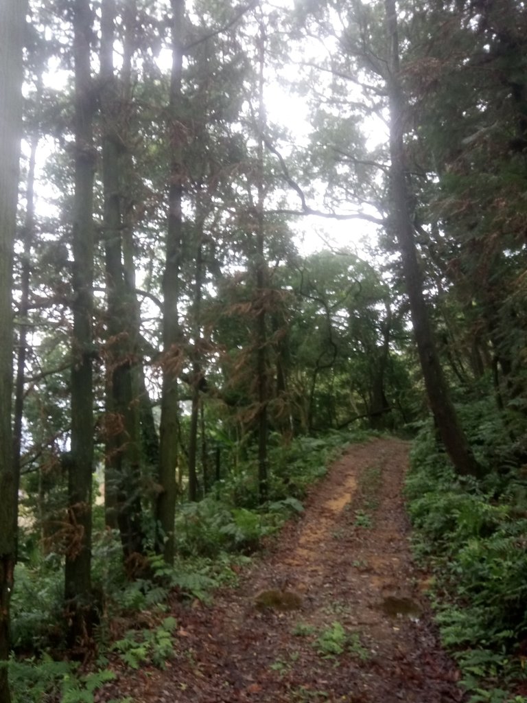 DSC_2858.JPG - 大湖  關刀山步道  (聖關段)