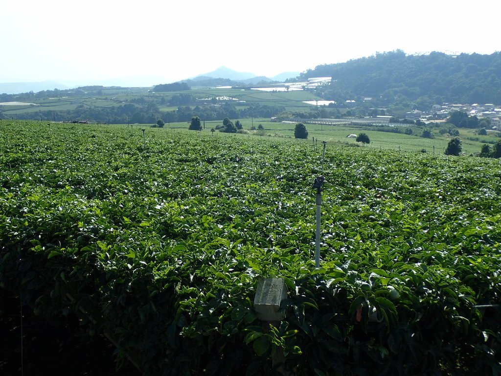 PA282132.JPG - 埔里  大坪頂  百香果園