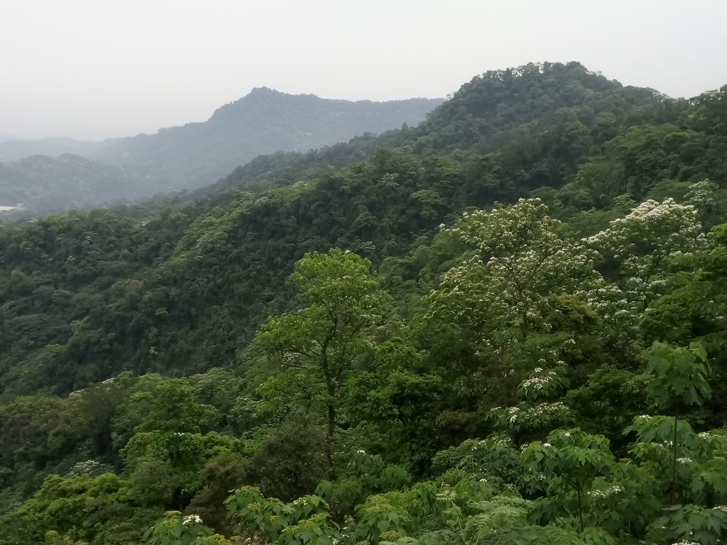 DSC_5056.JPG - 南庄  細湖頂  桐花山林