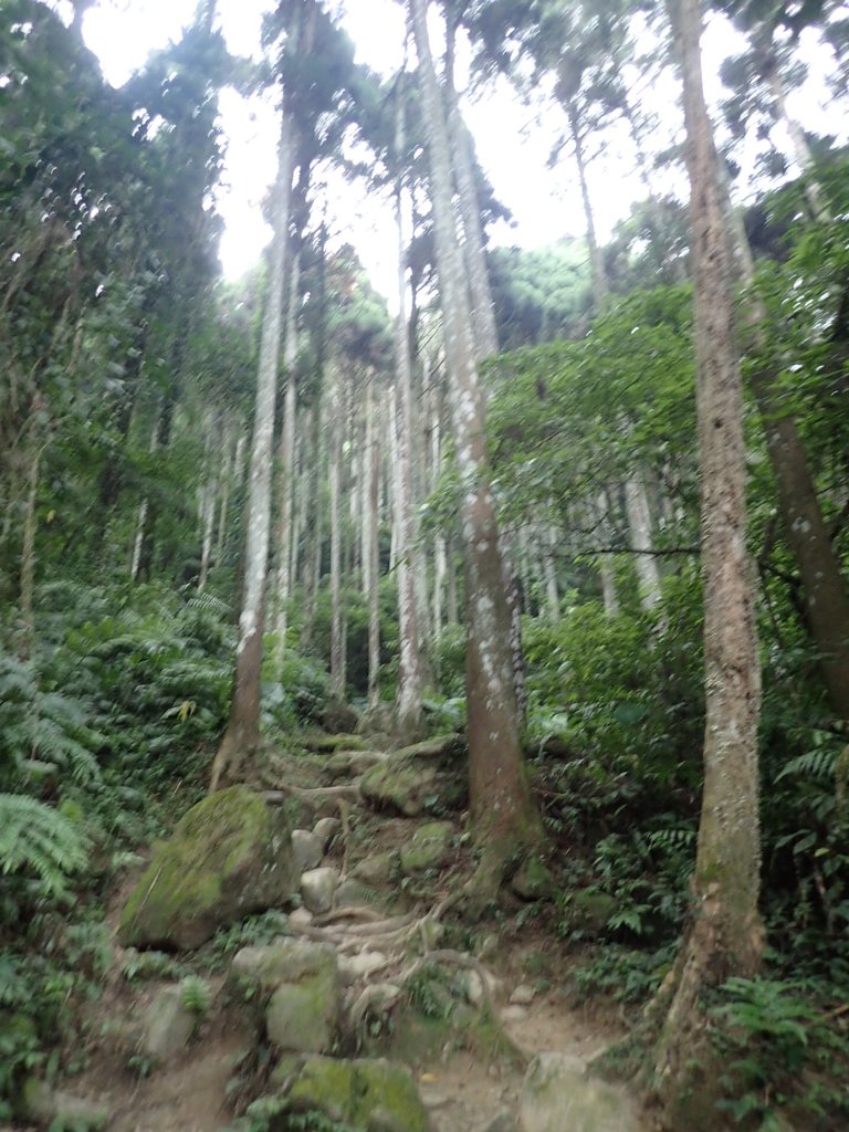 P9108438.JPG - 新竹  五指山登山步道