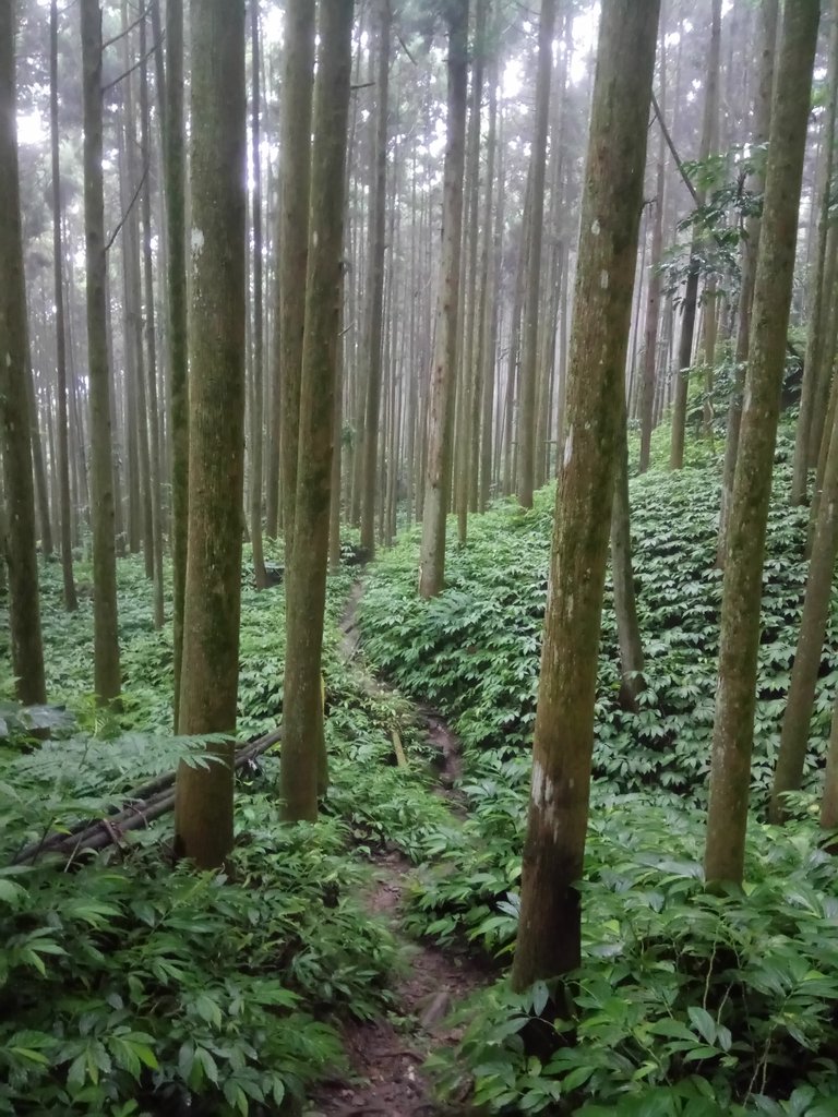 DSC_2946.JPG - 南庄  向天湖山  光天高山