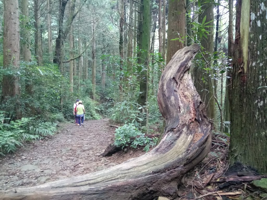 DSC_5270.JPG - 台中和平  長壽山登山步道  (下)