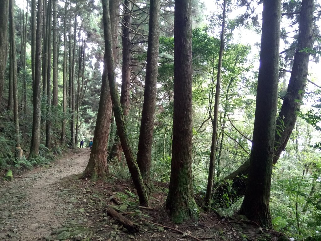 DSC_5297.JPG - 台中  和平  橫嶺山自然步道