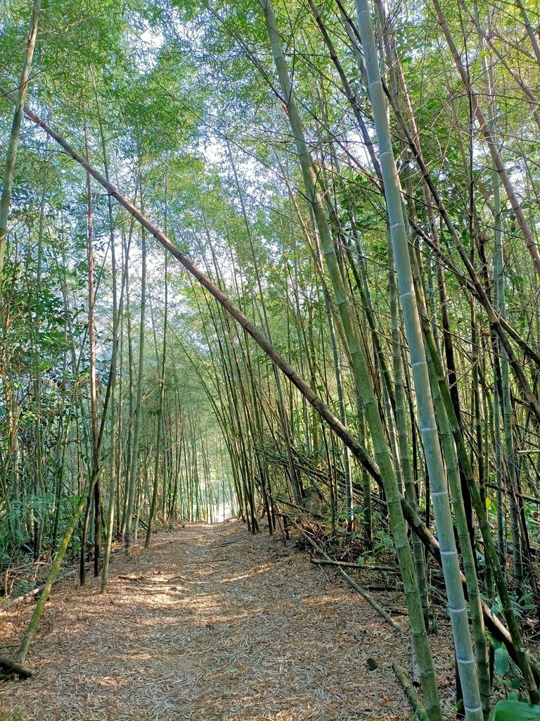 IMG20210130085922.jpg - 雲嘉連峰之  太平山  梨子腳山