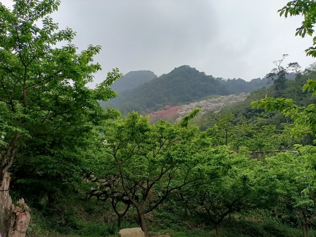 IMG20210226121939.jpg - 三峽  熊空  大熊櫻花林