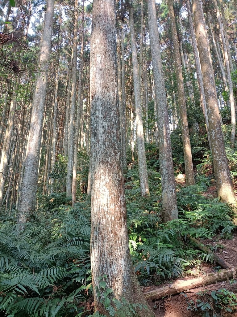 IMG20210403085645.jpg - 五峰  鵝公髻山登山步道  (01)