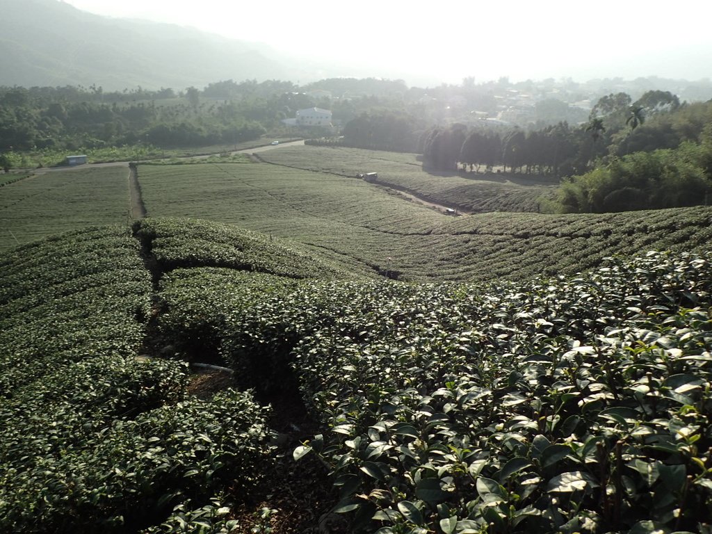 PB225341.JPG - 竹山  山坪頂茶園