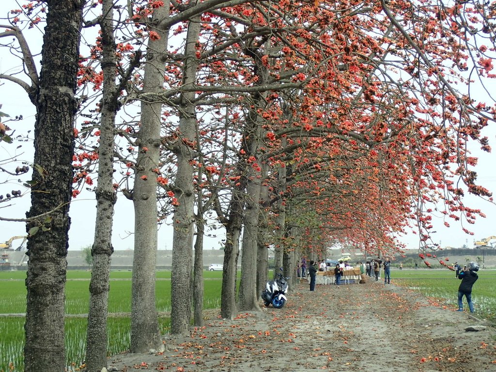 P3066489.JPG - 竹塘  田頭  木棉花道