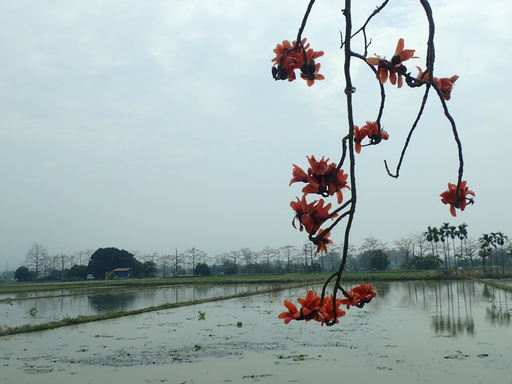 P3066624.JPG - 白河  林初埤  木棉花