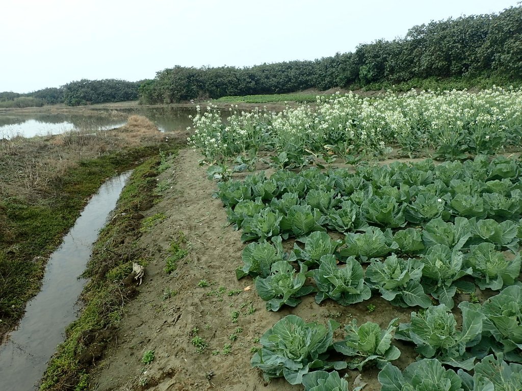 P2024786.JPG - 淡海  洲子灣  芥藍菜花田