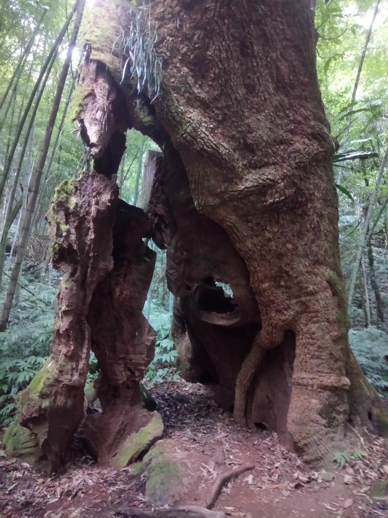 DSC_1276.JPG - 石壁山  嘉南雲峰步道