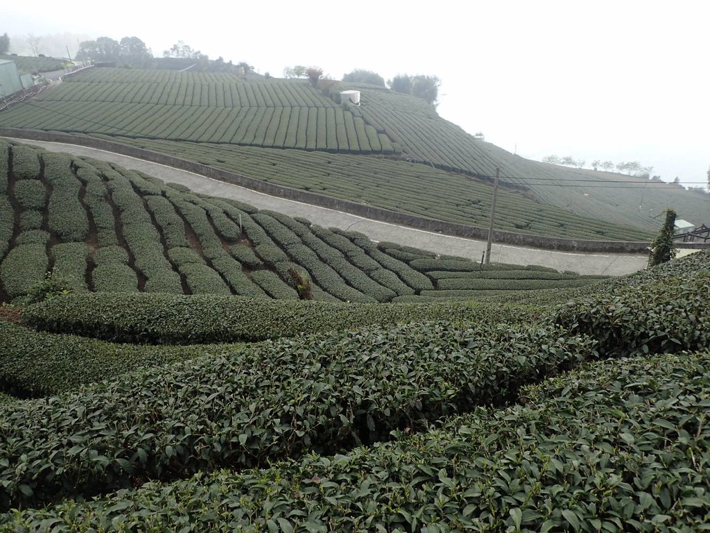 P3257892.JPG - 阿里山  頂石卓茶園之美