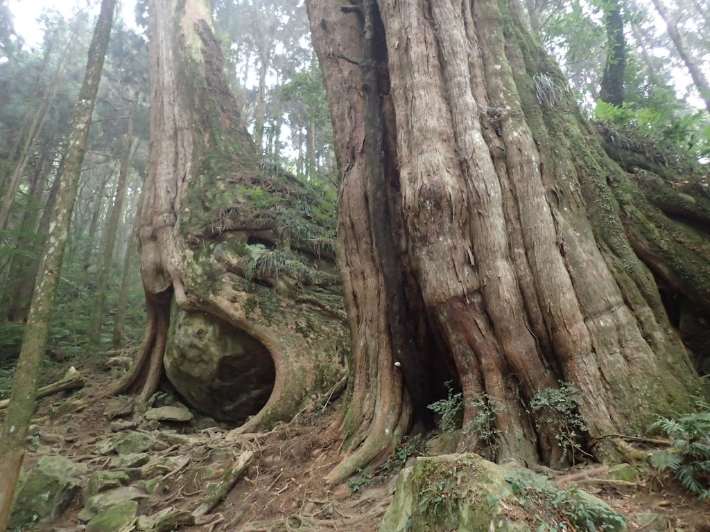 P3257948.JPG - 阿里山  二萬平  抱石神木