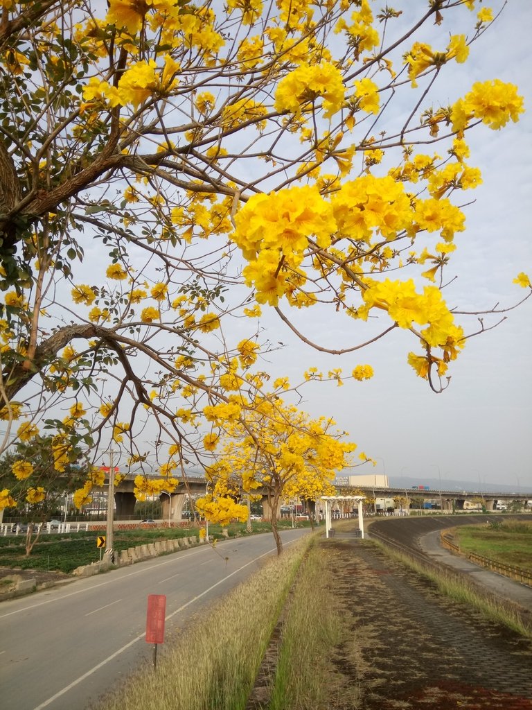 DSC_8221.JPG - 南投  貓羅溪畔  黃花風鈴木