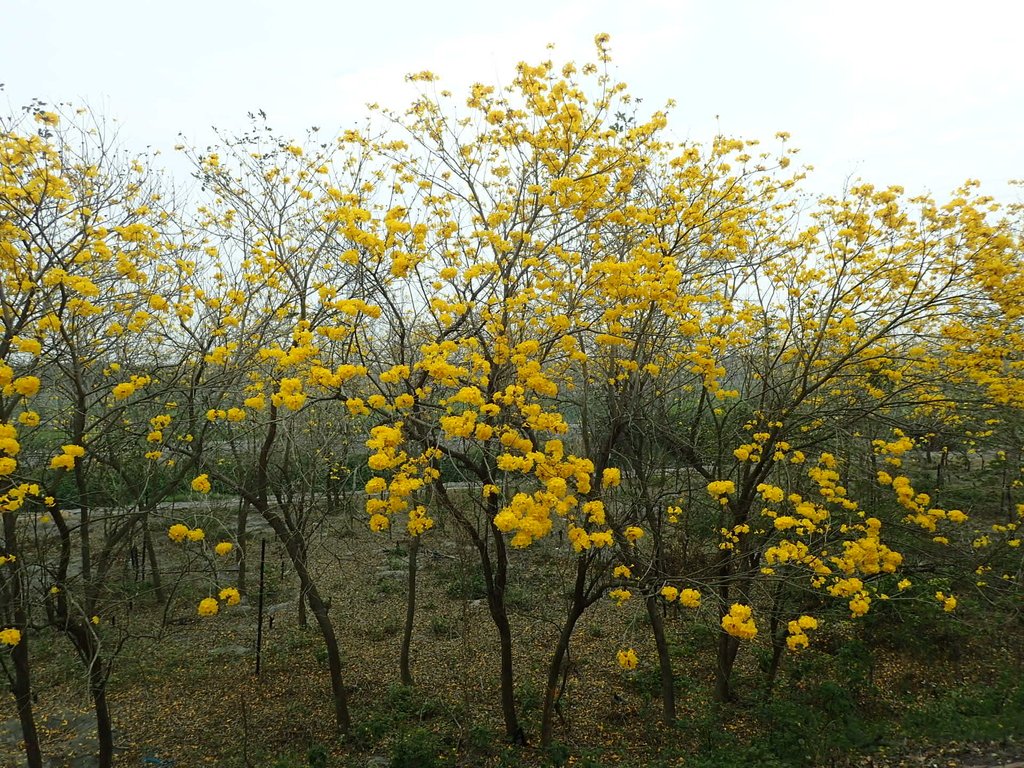 P3066601.JPG - 竹塘  田頭堤防  黃花風鈴木