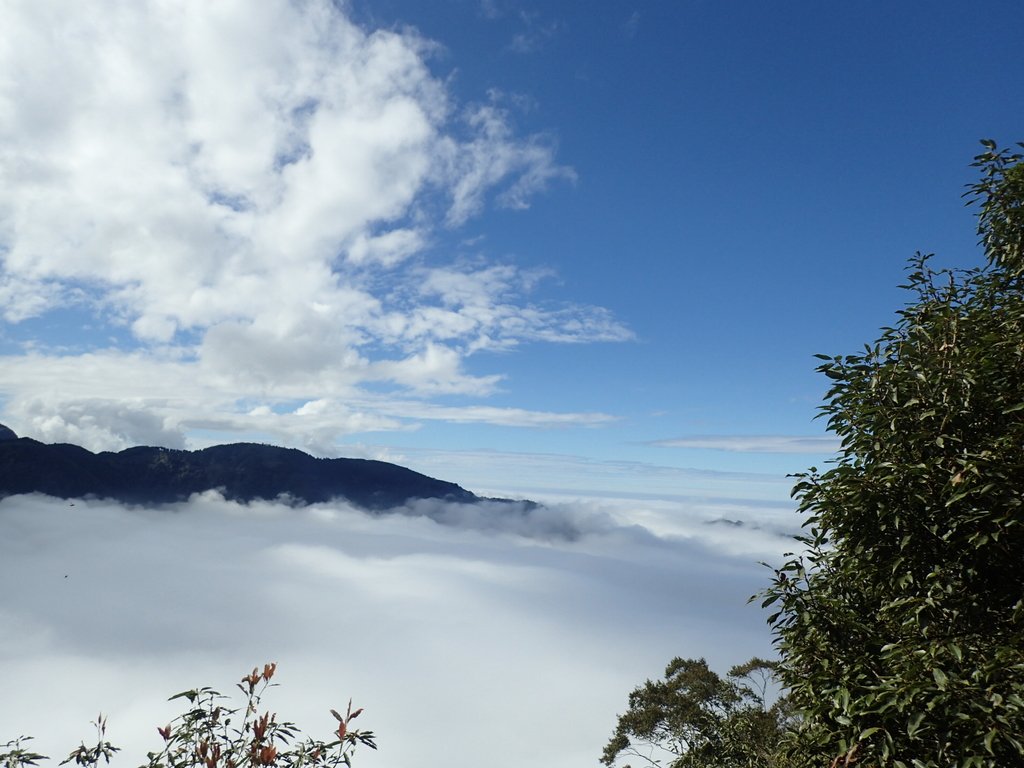 PC055924.JPG - 鹿谷  溪頭  南鳳凰山