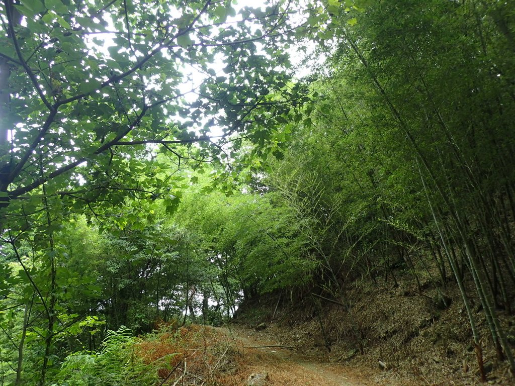 P7025052.JPG - 大溪  金面山登山步道