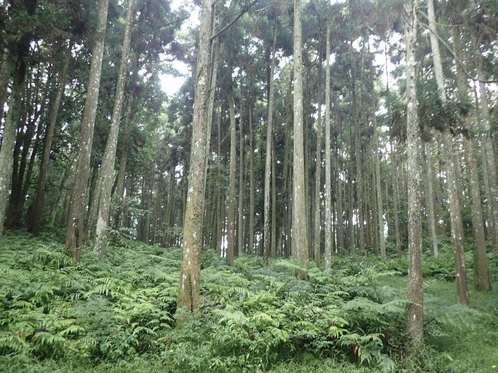 P9250141.JPG - 南庄  向天湖山  光天高山