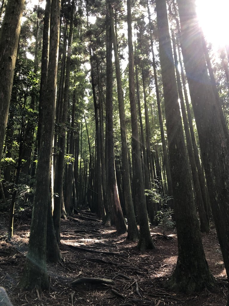 IMG_7643.JPG - 台中和平  長壽山登山步道  (下)