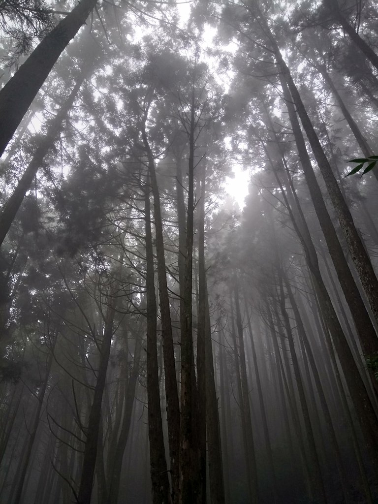 DSC_5302.JPG - 台中  和平  橫嶺山自然步道