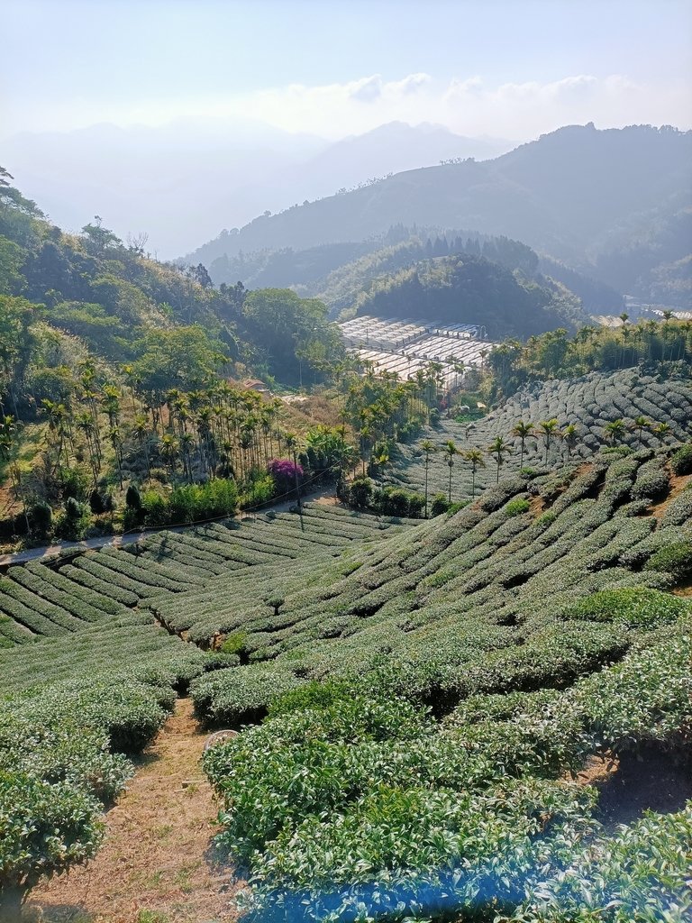 IMG20210130090323.jpg - 雲嘉連峰之  太平山  梨子腳山