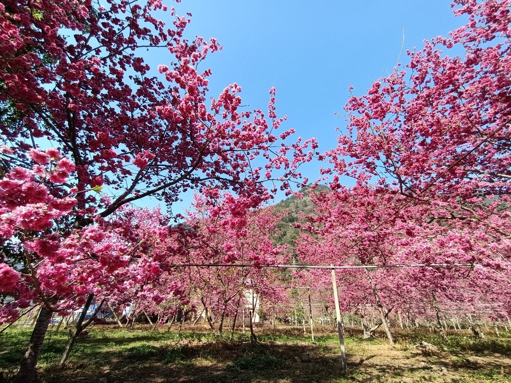 IMG20210221144805.jpg - 谷關  求安部落  櫻花林秘境