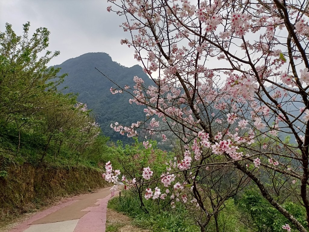 IMG20210226131302.jpg - 三峽  熊空  大熊櫻花林