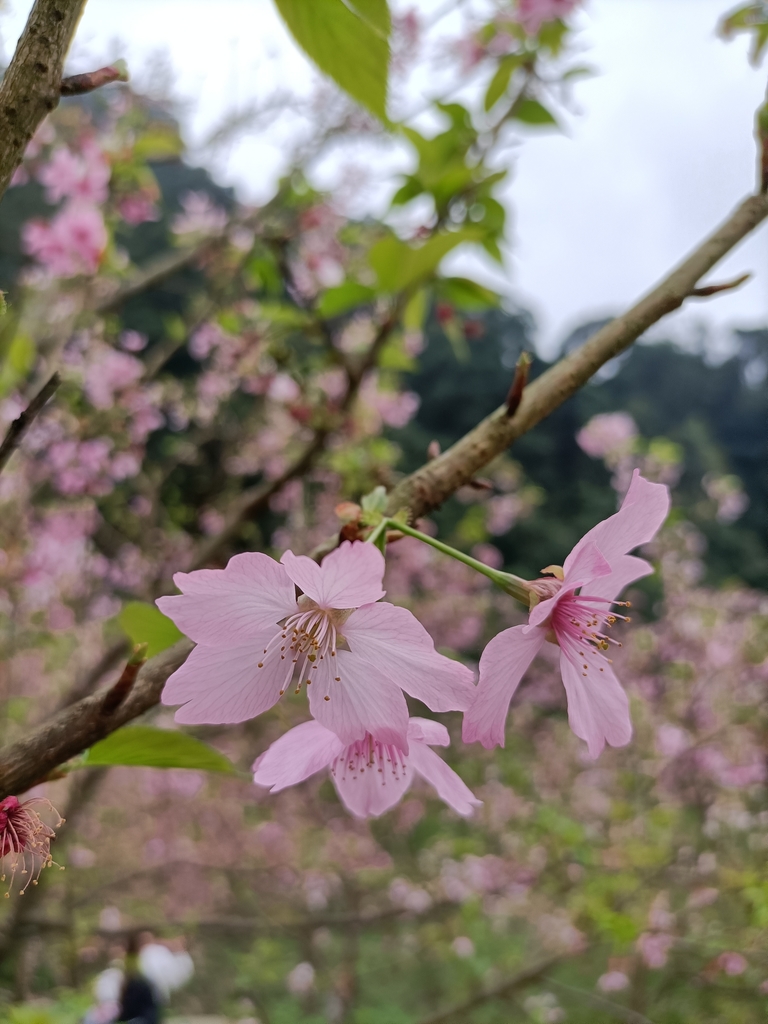 IMG20210226123216.jpg - 三峽  熊空  大熊櫻花林