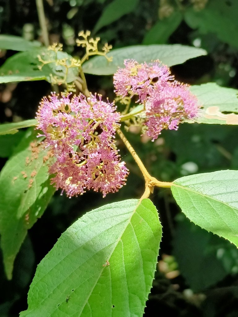 IMG20210430123818.jpg - 瑞芳  雞籠山東峰  (雷霆峰)