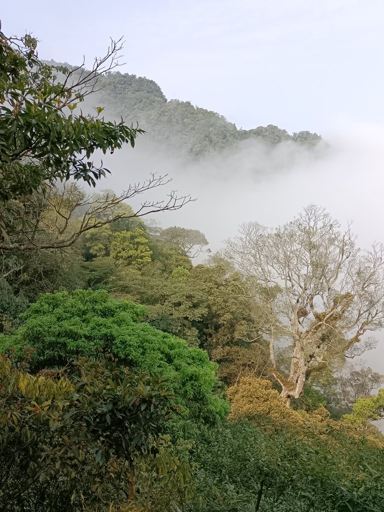 IMG20210403090216.jpg - 五峰  鵝公髻山登山步道  (01)