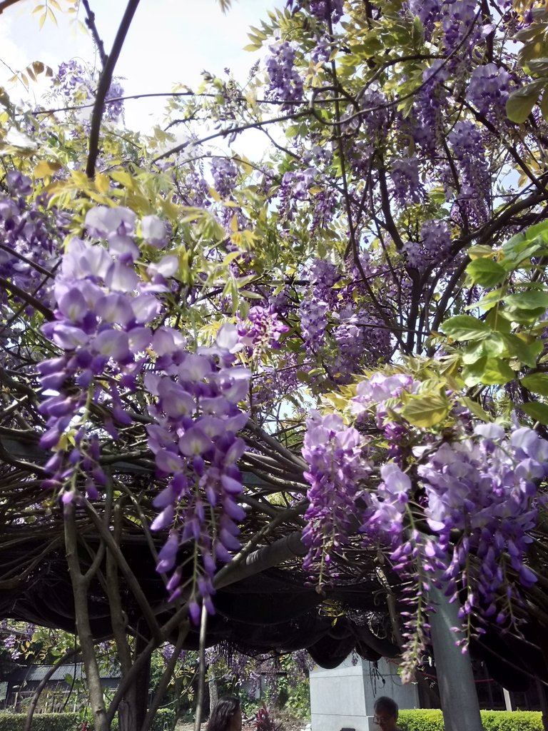 DSC_0836.JPG - 金山  紫藤花開