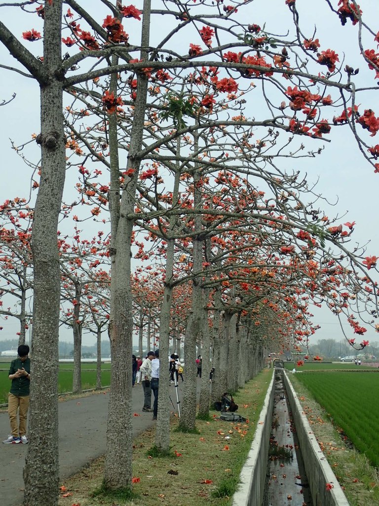 P3066631.JPG - 白河  林初埤  木棉花