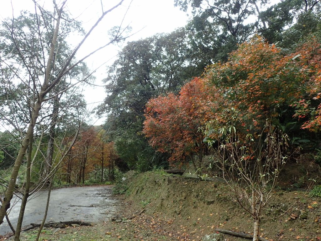 P1062181.JPG - 土城  承天寺  朝山步道