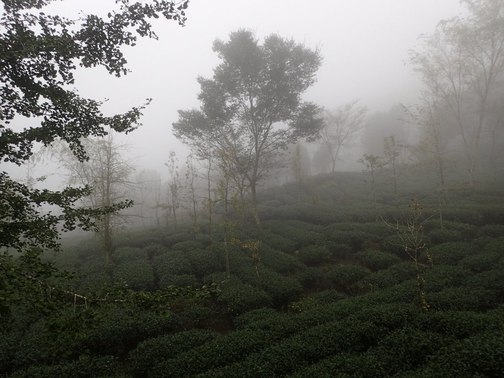 PA171184.JPG - 鹿谷  大崙山  霧中茶園之美(03)