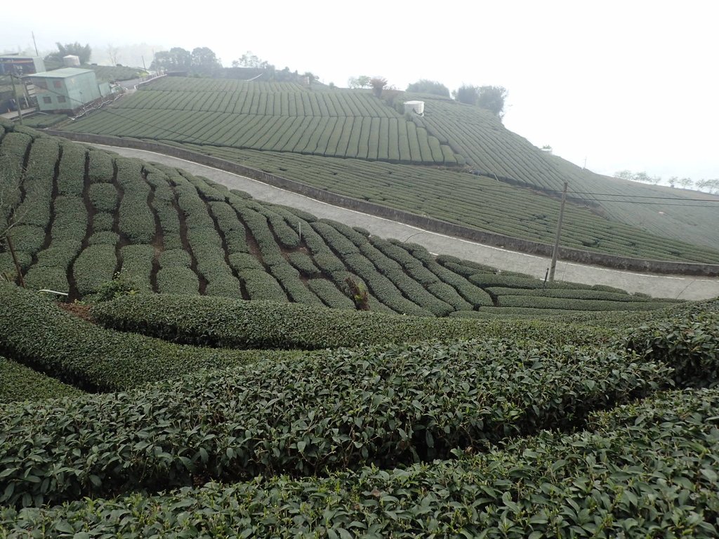 P3257894.JPG - 阿里山  頂石卓茶園之美