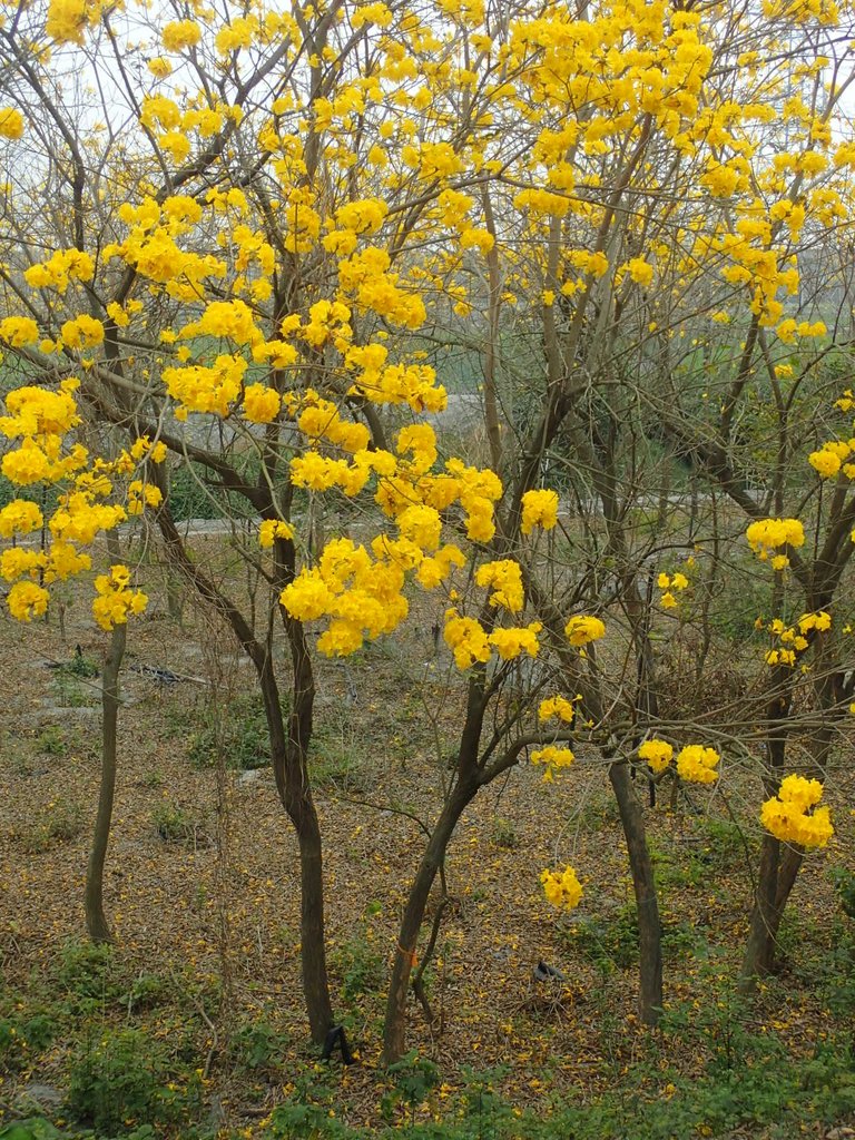 P3066604.JPG - 竹塘  田頭堤防  黃花風鈴木