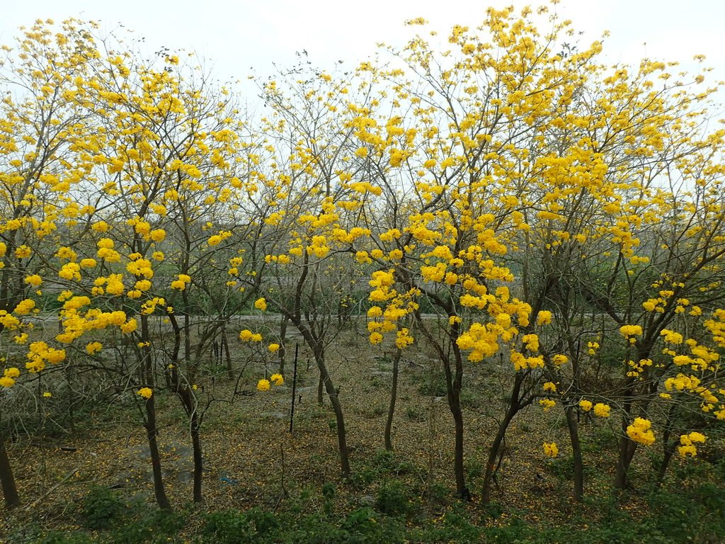 P3066599.JPG - 竹塘  田頭堤防  黃花風鈴木