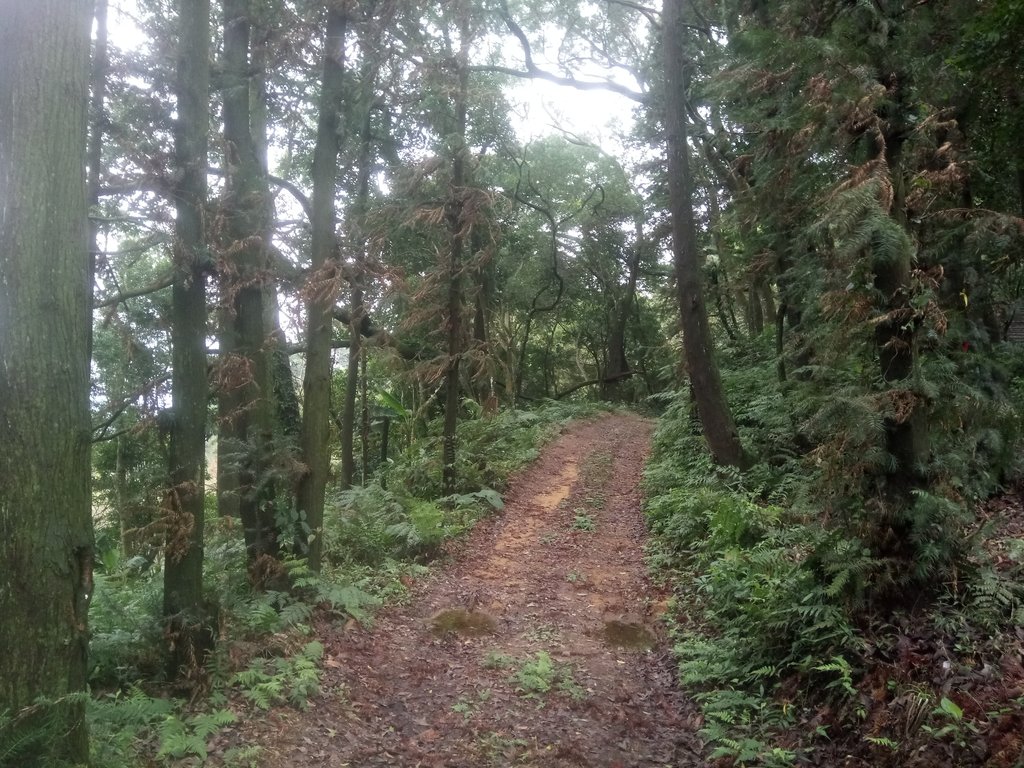 DSC_2859.JPG - 大湖  關刀山步道  (聖關段)