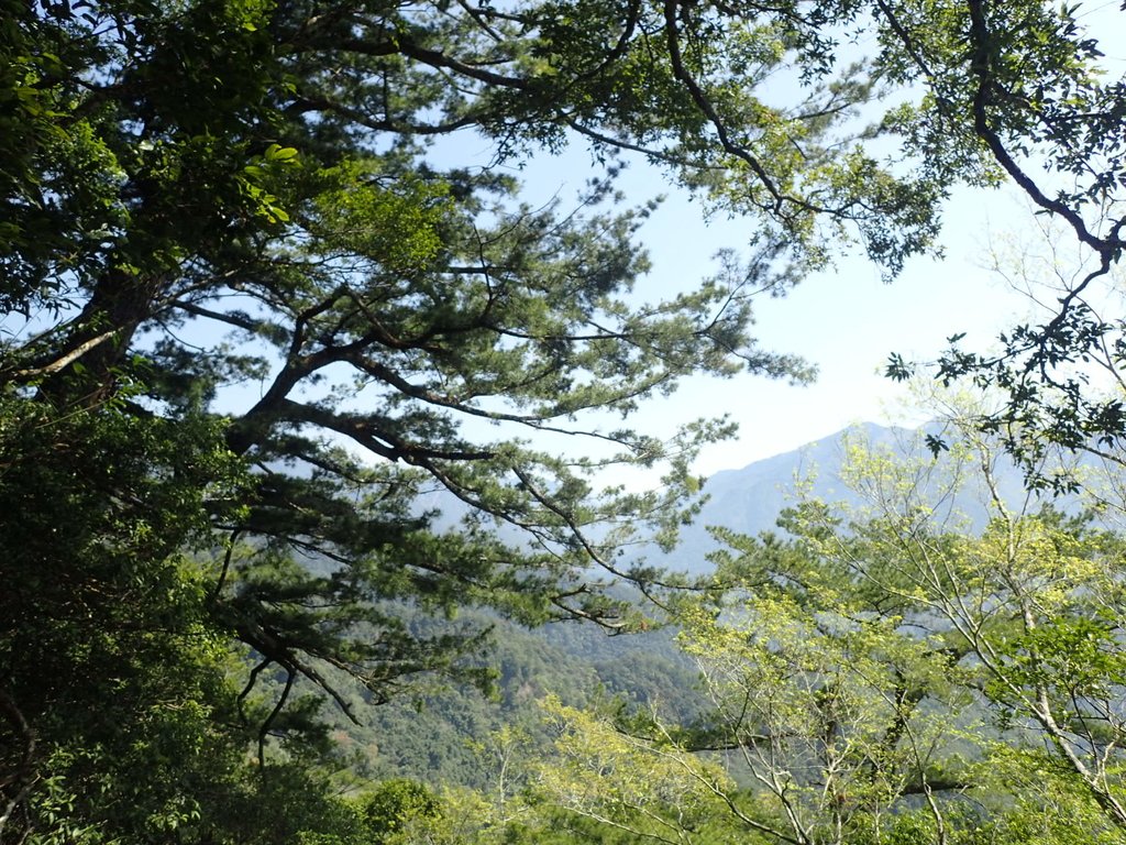 P3167301.JPG - 谷關  屋東縱走