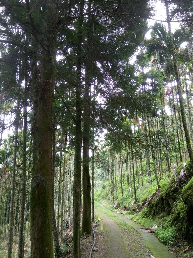 DSC_0241.JPG - 魚池  頭社  後尖山步道