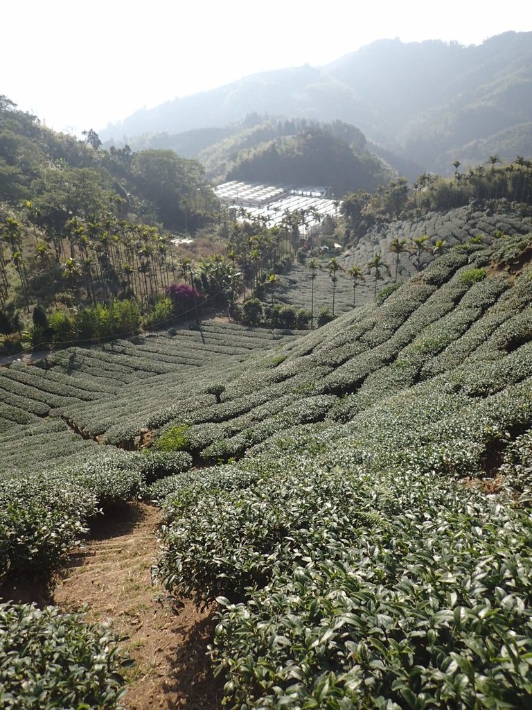 P1306600.JPG - 雲嘉連峰之  太平山  梨子腳山