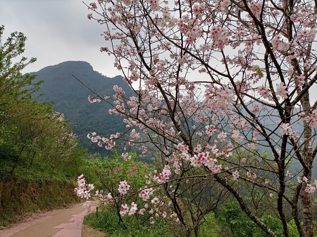 IMG20210226131306.jpg - 三峽  熊空  大熊櫻花林