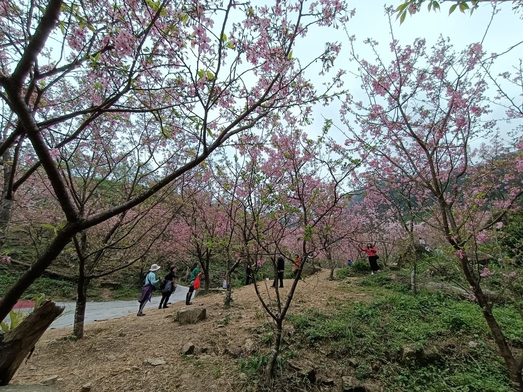 IMG20210226123306.jpg - 三峽  熊空  大熊櫻花林