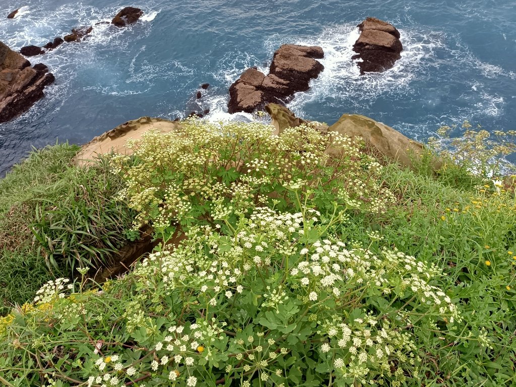 IMG20210429161312.jpg - 瑞芳  南雅奇岩之美  (01)