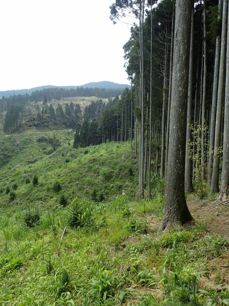 P4036943.JPG - 五峰  鵝公髻山登山步道  (02)