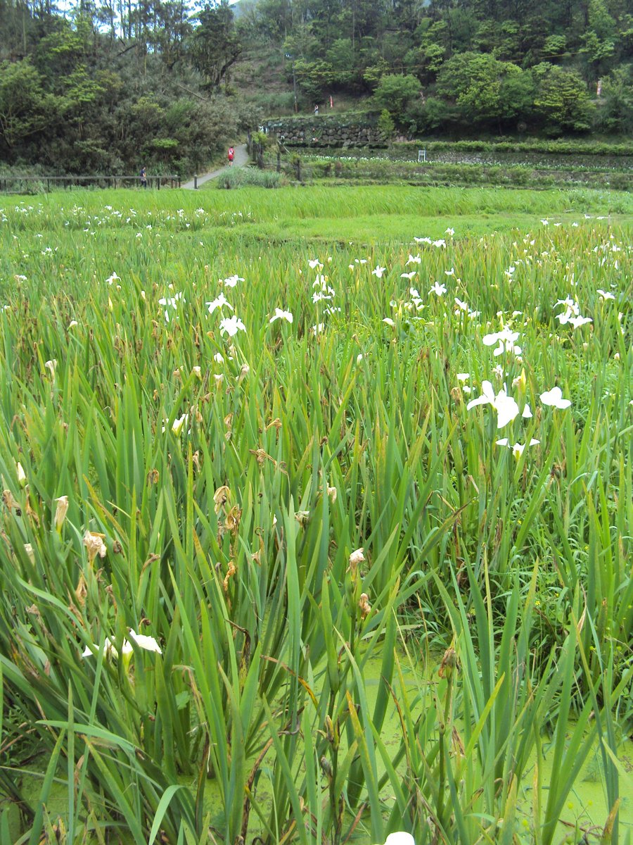 DSC05256.JPG - 竹子湖  白色鳶尾花