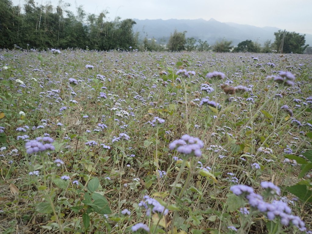 PC010708.JPG - 銅鑼  九湖村  太陽麻花田