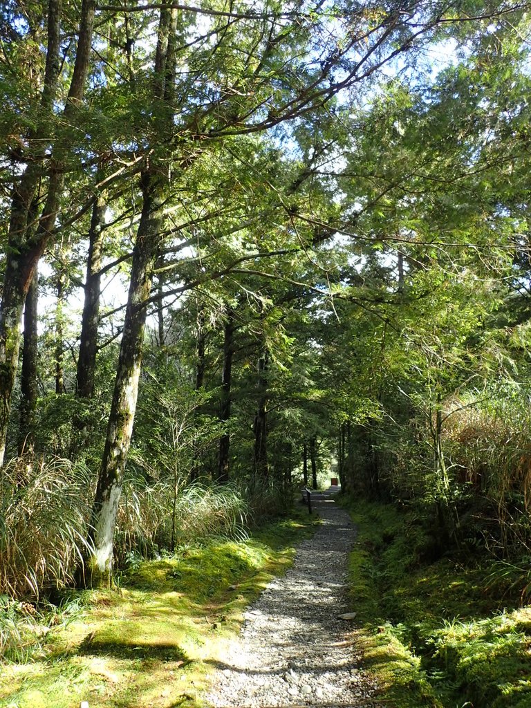 PB265509.JPG - 太平山  翠峰湖環山步道  02