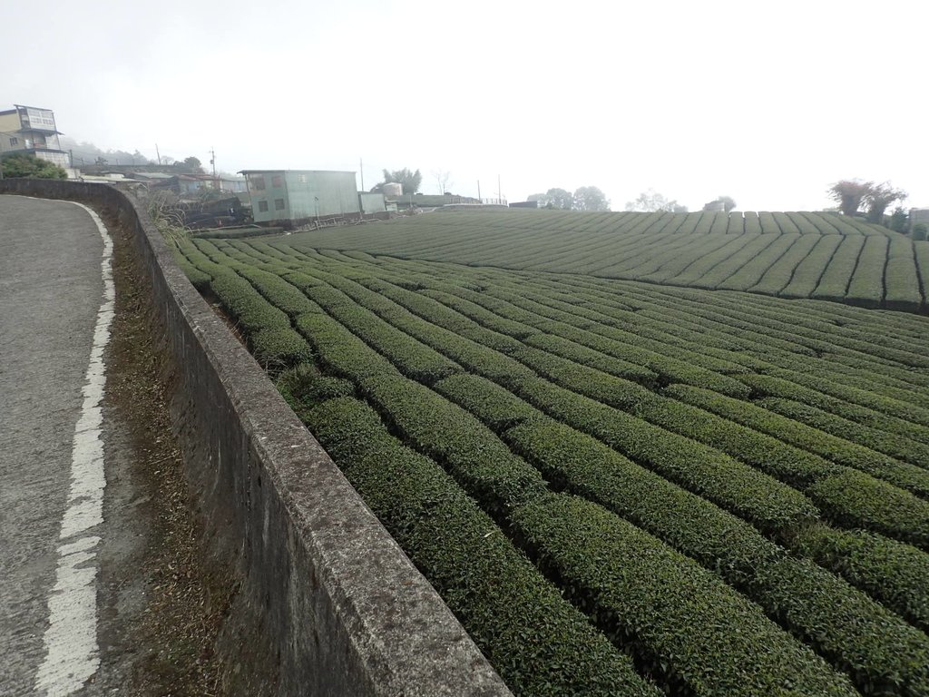 P3257895.JPG - 阿里山  頂石卓茶園之美